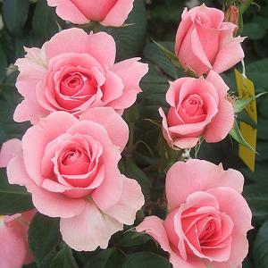 You're Beautiful Floribunda Rose - 3 Ltr Pot