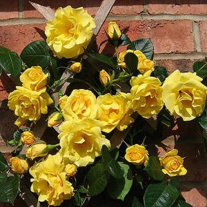 Gold Charm Climbing Rose - 4 Ltr Pot