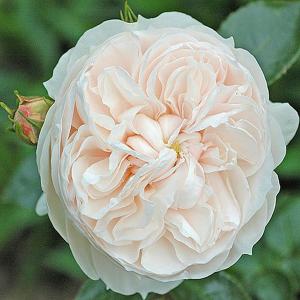 Macmillan Nurse Shrub Rose - 4 Ltr Pot