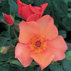Morning Mist Shrub Rose 6L