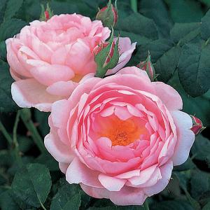 Scepter'd Isle Shrub Rose 6L
