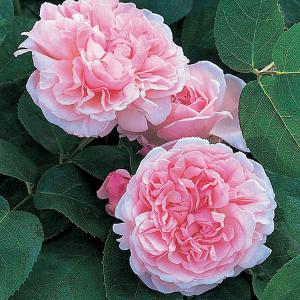 St Swithun Shrub Rose 6L