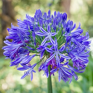 Agapanthus Blue - 1 Bulb