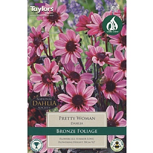 Dahlia Pretty Woman - 1 Bulb