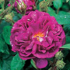 William Lobb Shrub Rose 6L