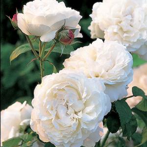 Winchester Cathedral Shrub Rose 6L