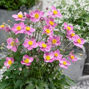 Anemone Fantasy Cinderella 2L