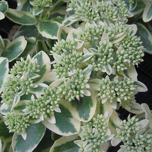 Sedum Frosted Fire - 2L Pot