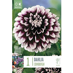 Dahlia 'Edinburgh' (1 Tuber)