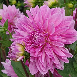 Dahlia 'Lavender Perfection' (1 Tuber)