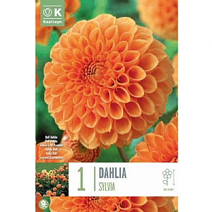 Dahlia Sylvia (Single)