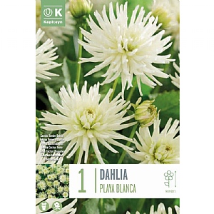 Dahlia 'Playa Blanca' (1 Tuber)