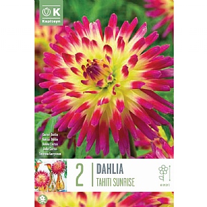 Dahlia Tahiti Sunrise - 2 Bulbs