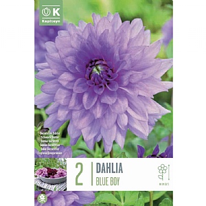 Dahlia 'Blue Boy' (2 Tubers)