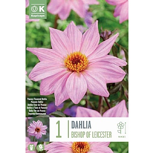 Dahlia Bishop Of Leicester - 1 Bulb