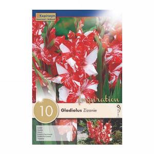 Gladiolus Zizanie - 10 Bulbs