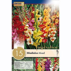 Gladiolus Butterfly Mixed (Pack of 15)