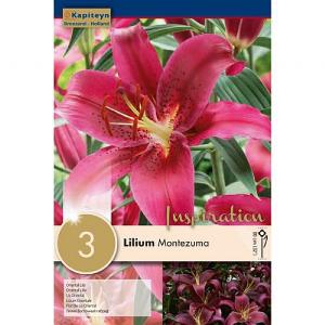 Lilium Montezuma - 3 Bulbs