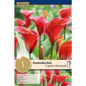 Zantedeschia Captain Murano Syn.Calla - 1 Bulb
