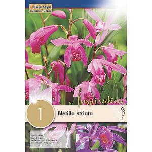 Bletilla Striata (Single)