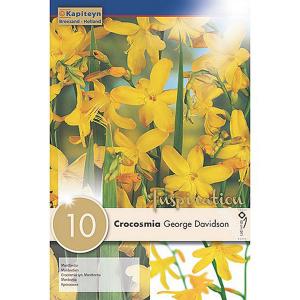 Crocosmia George Davidson (Pack of 10)
