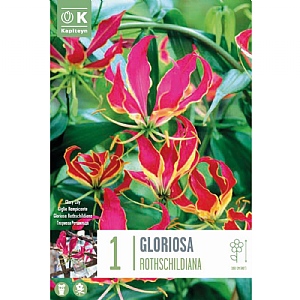 Gloriosa Rothschildiana (Single)