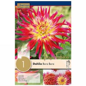 Dahlia Bora Bora (Single)