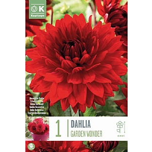 Dahlia Decorative Garden Wonder (Single)