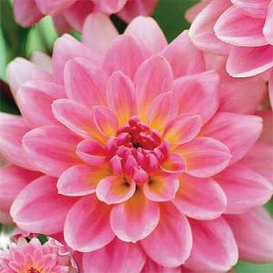 Dahlia Gerrie Hoek (Single)