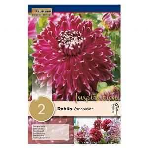 Dahlia Vancouver (Pack of 2)