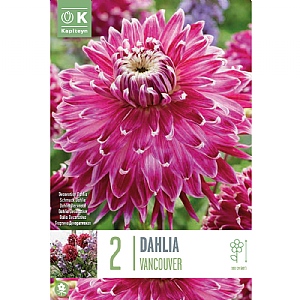 Dahlia Vancouver (Pack of 2)