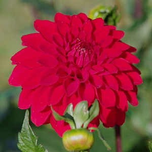 Dahlia 'Red Cap' (1 Tuber)
