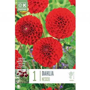 Dahlia 'Nescio' (1 Tuber)