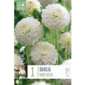 Dahlia 'White Aster' (1 Tuber)