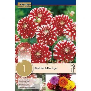 Dahlia Little Tiger (Single)