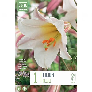 Lilium Regale - 1 Bulb
