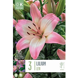 Lilium Levi (3 Bulbs)