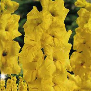 Gladiolus Nova Lux
