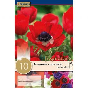Anemone Hollandia (10 Bulbs)