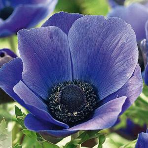 Anemone Mr. Fokker - (10 Bulbs)