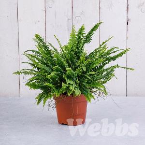 Boston Fern (Nephrolepis exaltata 'Green Lady')