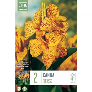 Canna Indica Picasso Green Leaf (Pack of 2)