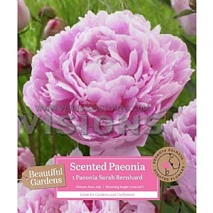 Paeonia lactiflora 'Sarah Bernhardt' (1 Bulb)