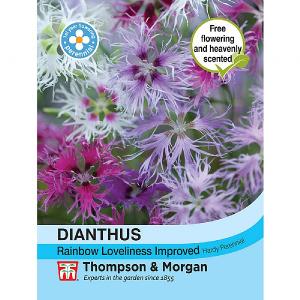 Thompson & Morgan Dianthus Rainbow Loveliness Improved Mixed