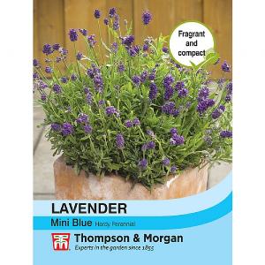 Thompson & Morgan Lavender Mini Blue