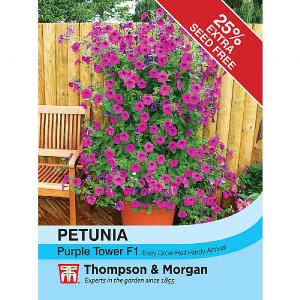 Thompson & Morgan Petunia Purple Tower F1 Hybrid