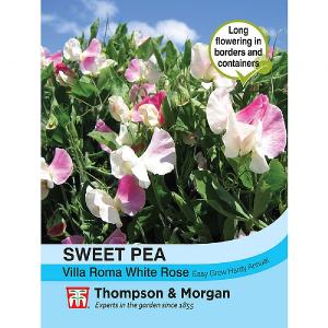 Thompson & Morgan Sweet Pea Villa Roma White Rose