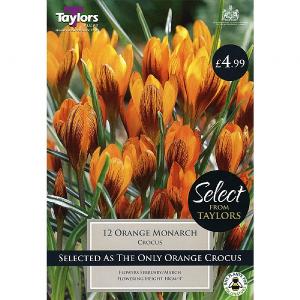 Crocus Orange Monarch (12 Bulbs)
