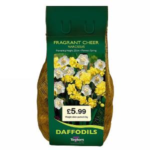Narcissus Fragrant Cheer Carri-Pack 2kg