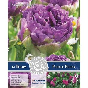 Tulip Purple Peony (12 Bulbs)